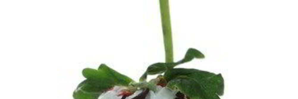 Клубника в белом шоколаде и темных шоколадных каплях