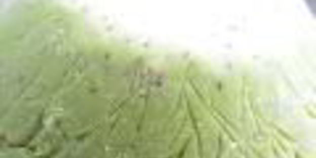 мороженое арбуз