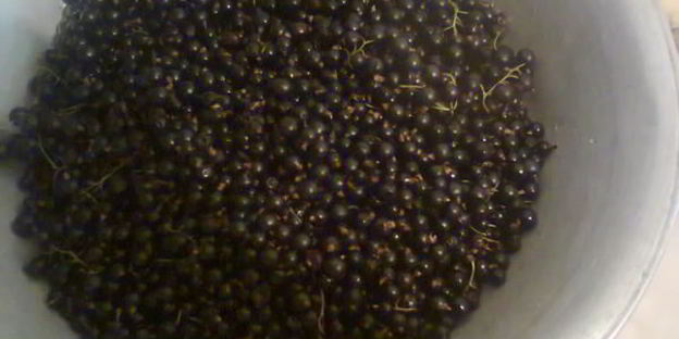 живое желе из черной смородины