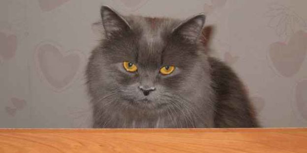 голубцы ленивые