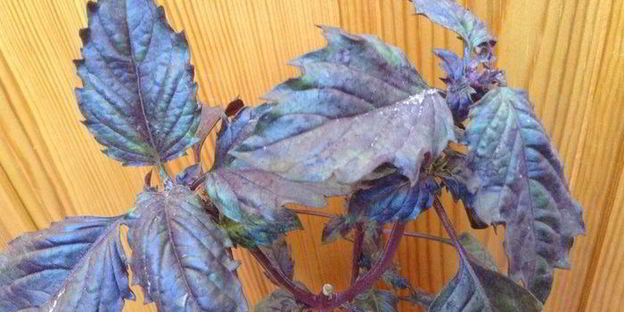 овощная долма