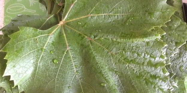 овощная долма