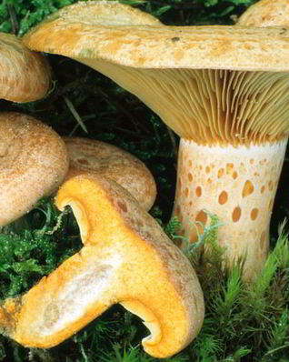 Грибы млечники