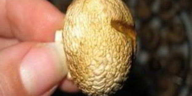 грибы обалденные