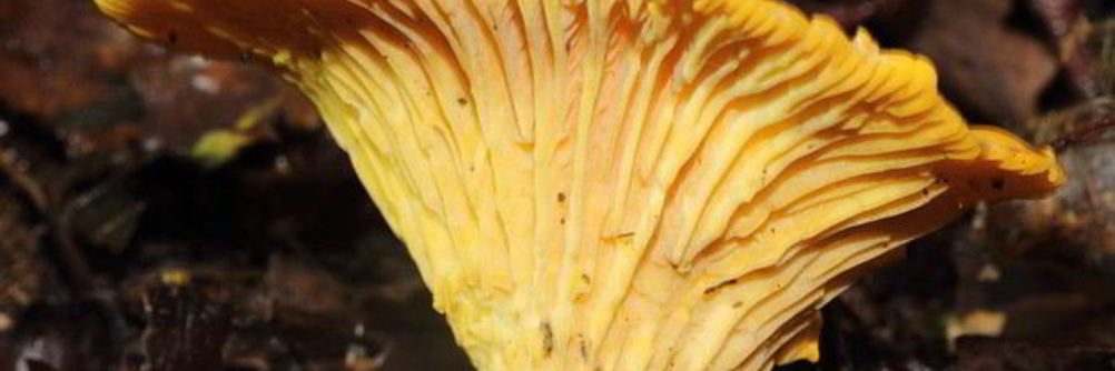 Лисички жареные с луком