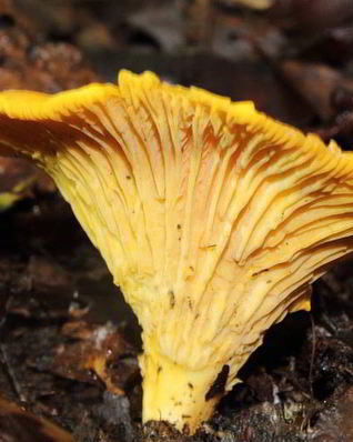 Лисички жареные с луком