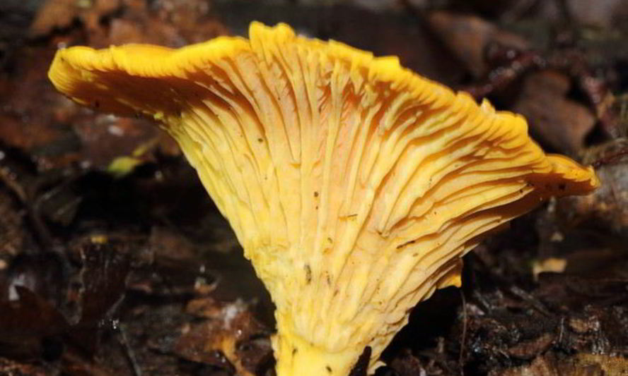 Рецепт лисичек жареных с луком