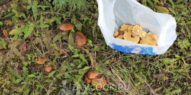 маслята жареные с картошкой