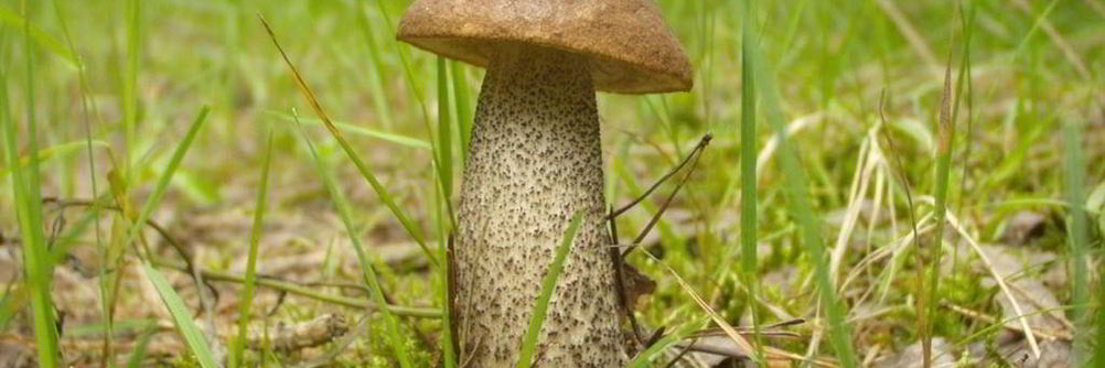 Подберезовики жареные