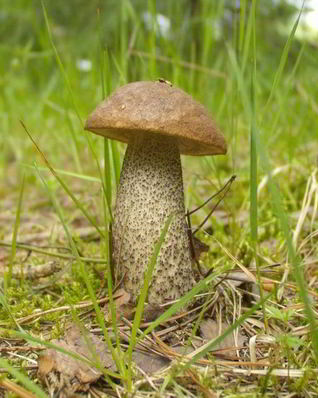 Подберезовики жареные