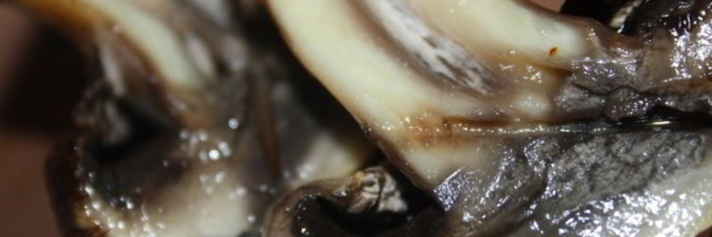 Шампиньоны с чесночным ароматом на мангале