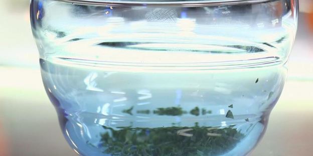 шампиньоны с яйцом и зеленью