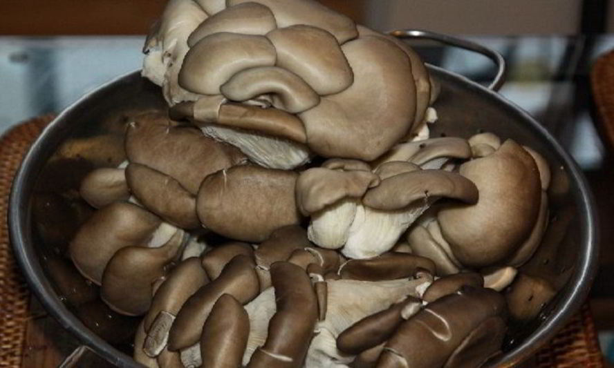 Рецепт жареных вешенок