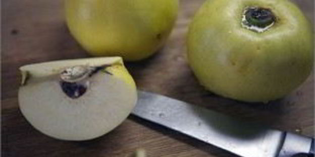 дикий гусь в духовке