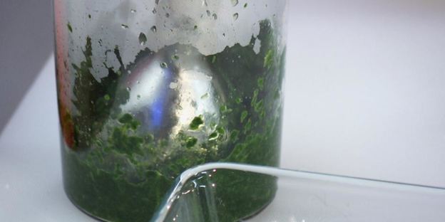 ньокки из шпината с тилапией в томатном соусе