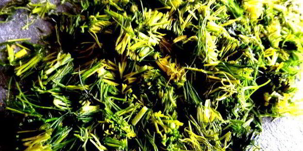 кабачковая фаршированная бомба