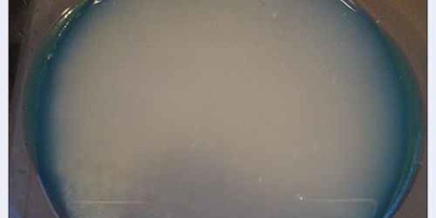 плов по-узбекски