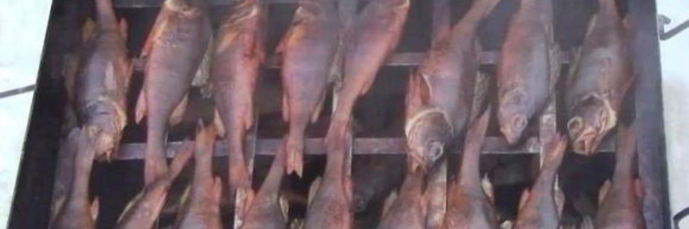 Окунь в коптильне