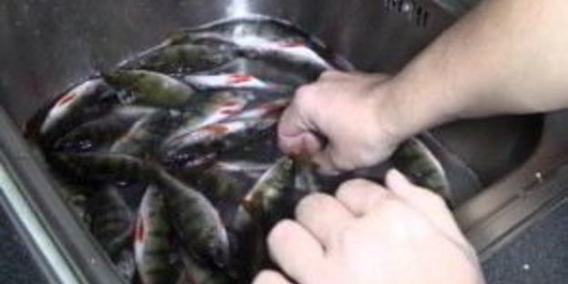 окунь в коптильне