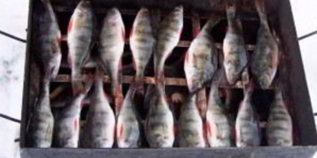 окунь в коптильне