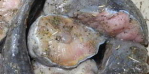 осетрина на углях