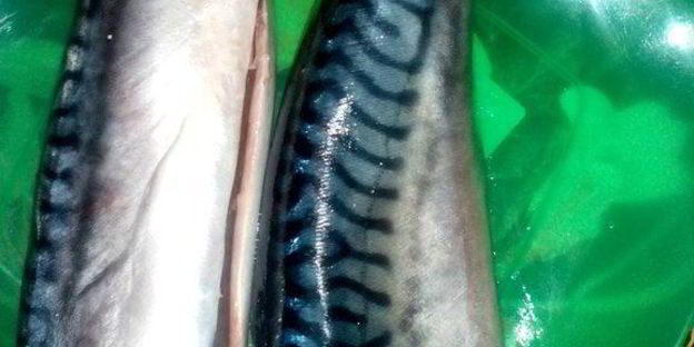 скумбрия соленая