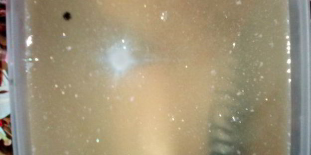 скумбрия соленая