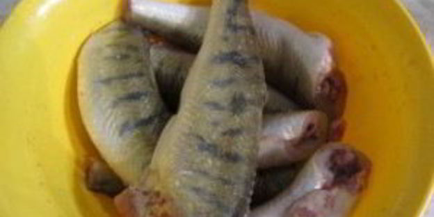 судак в духовке под сметанным соусом