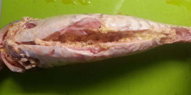 зеркальный карп в утятнице экзотический