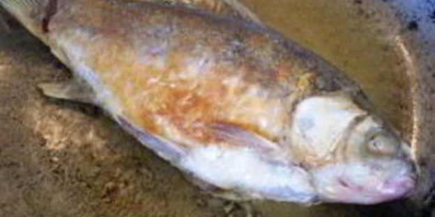 жареная рыба в маринаде