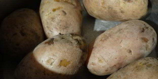 ленивые вареники из картошки со шкварками