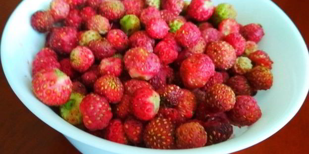 вареники с лесной земляникой