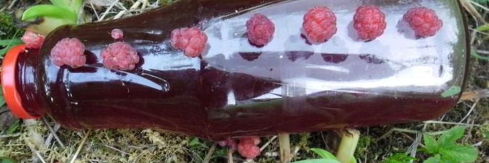 Малиновый сироп