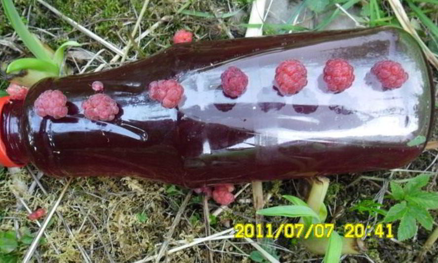 Рецепт малинового сиропа