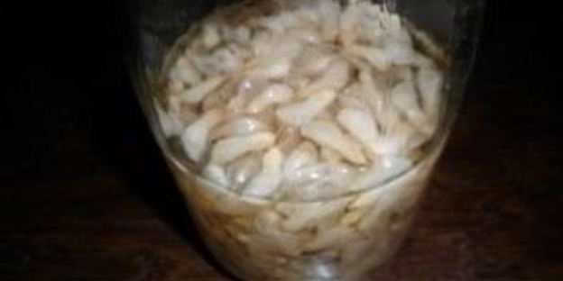 напиток из акации на зиму