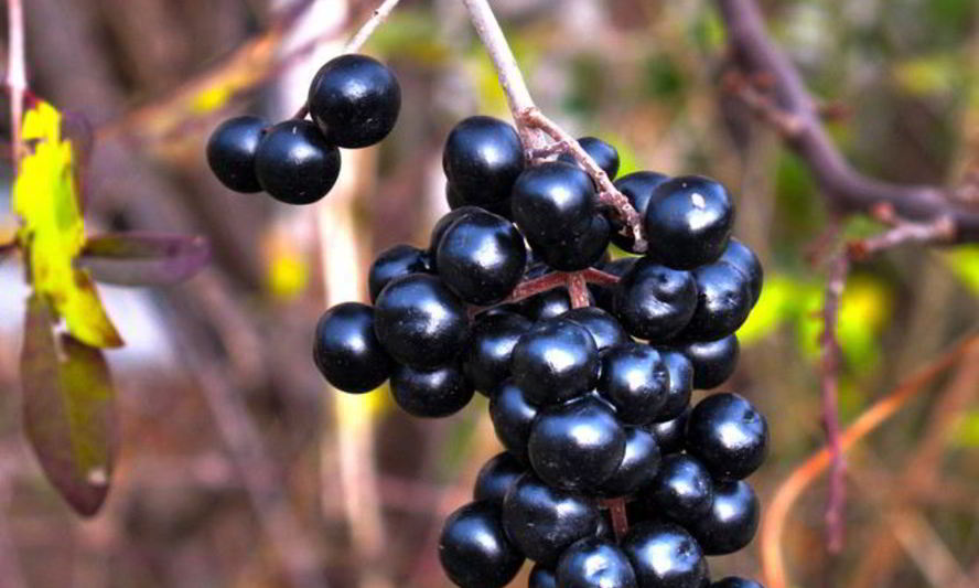 Рецепт вина из бузины