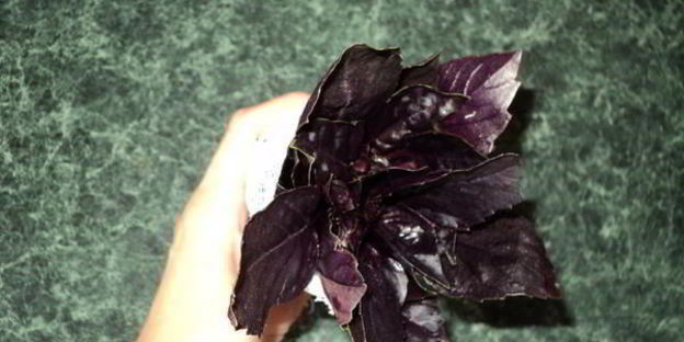 итальянский соус иль суго