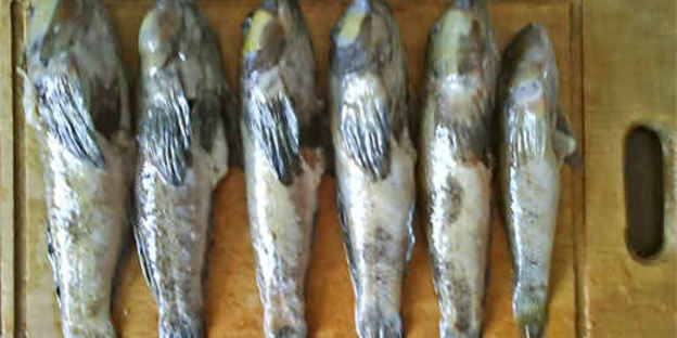 борщ с бычками и фасолью