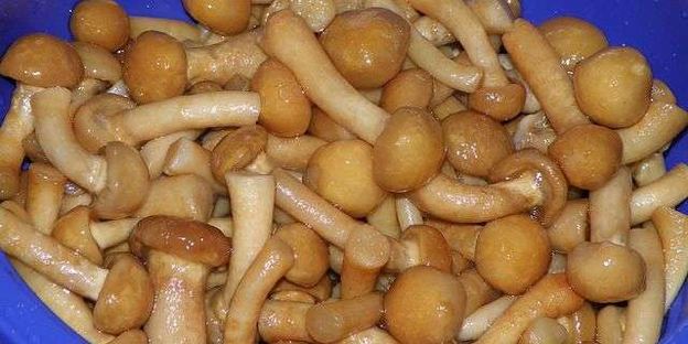 грибной суп из опят