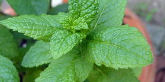 крем-суп из кольраби с мятой