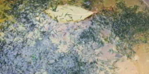 простой грибной суп