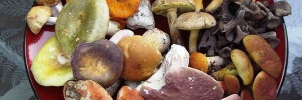 Суп из лесных грибов