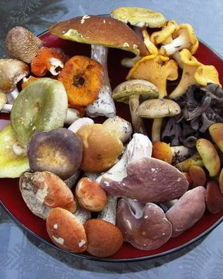 Суп из лесных грибов