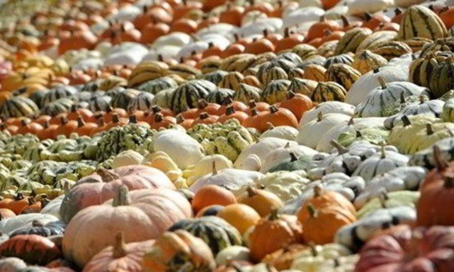 Рецепт тыквенного супа-пюре на овощном бульоне с карри