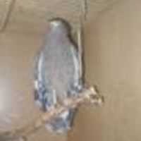 Алавердян Олеся