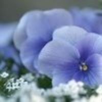 Тюленева Лиза