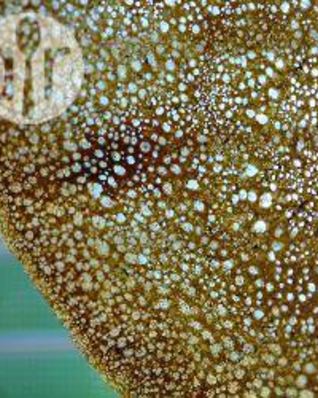 Блинчики ажурные