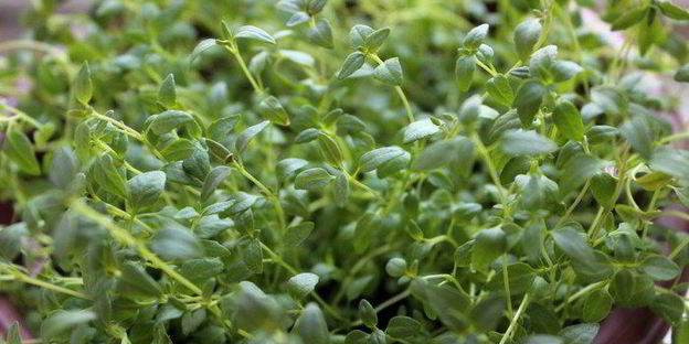 закусочные яичные маффины