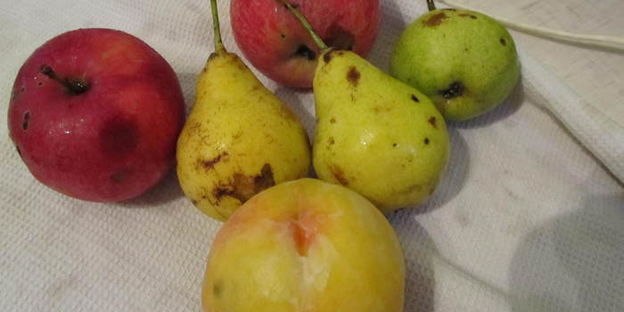 шарлотка с яблоками и грушами