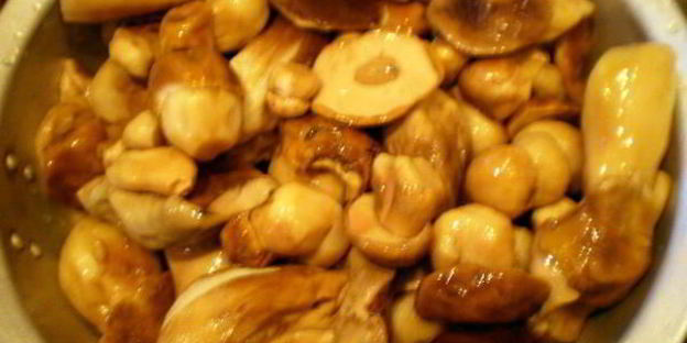 белые грибы замороженные на зиму